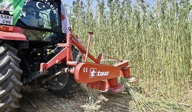 İzmir’de İlk Defa İzinli ve Kontrollü Olarak Lif ve Tohum Üretimi Amacıyla Yetiştirilen Kenevirin Hasadı Gerçekleştirildi