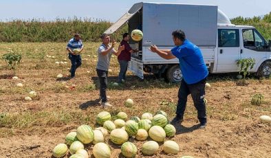 İzmirli çiftçi tarlada kalan karpuzunu hayvanlara bağışladı