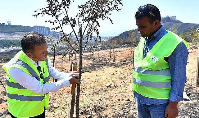 Yangınların etkilediği 15 bin ağaç tedavi edilerek hayatta tutulacak